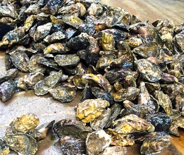 Sea Fresh Oysters