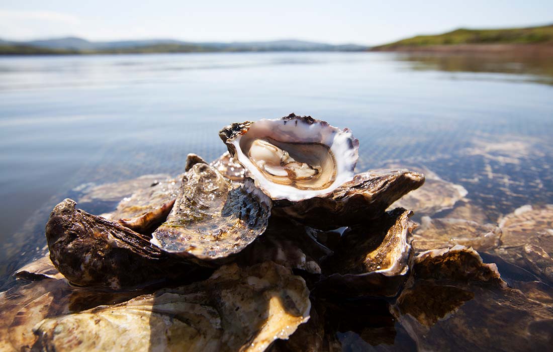 Oyster Plate